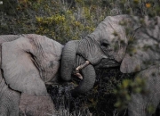 开云体育入口-新西兰与南非的激烈对抗赢得掌声的简单介绍