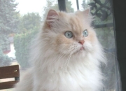 开云-龙火传承，从北境新王到希腊怪物，总决赛舞台的权杖交接