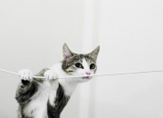 开云体育官网-神射封喉，当范弗利特的无解成为孟菲斯无法求解的数学题