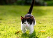 开云体育平台APP-跨界掌控者，朱·霍勒迪如何在篮球与足球的巅峰对决中定义接管