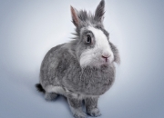 开云sport-血脉压制！吉林队狂胜北京26分，杨瀚森统治内线改写CBA版图