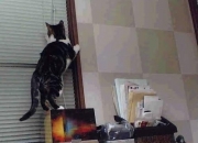 开云体育-宿命重演，当塞维利亚的铁幕压向罗马，唯有伊布能让天平倾斜