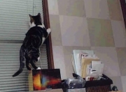 开云体育-宿命重演，当塞维利亚的铁幕压向罗马，唯有伊布能让天平倾斜