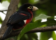 开云平台-冰火对决，辽宁火力全面压制奇才，马克西成制胜关键先生