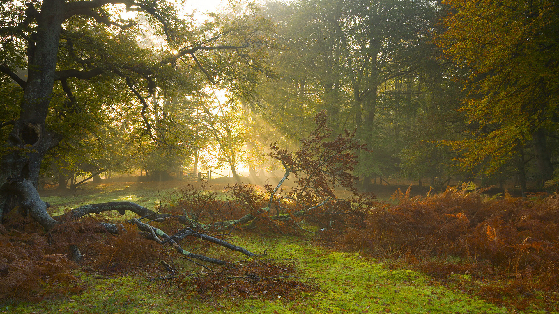 绿军铁壁下的独角兽之舞，字母哥如何将团队对决变为个人定义之战