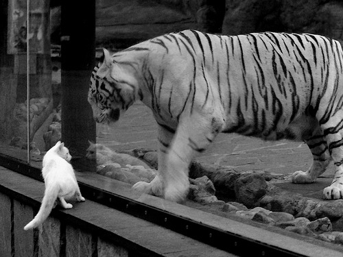 戈贝尔关键战不手软，黄蜂力克快船获唯一性胜利