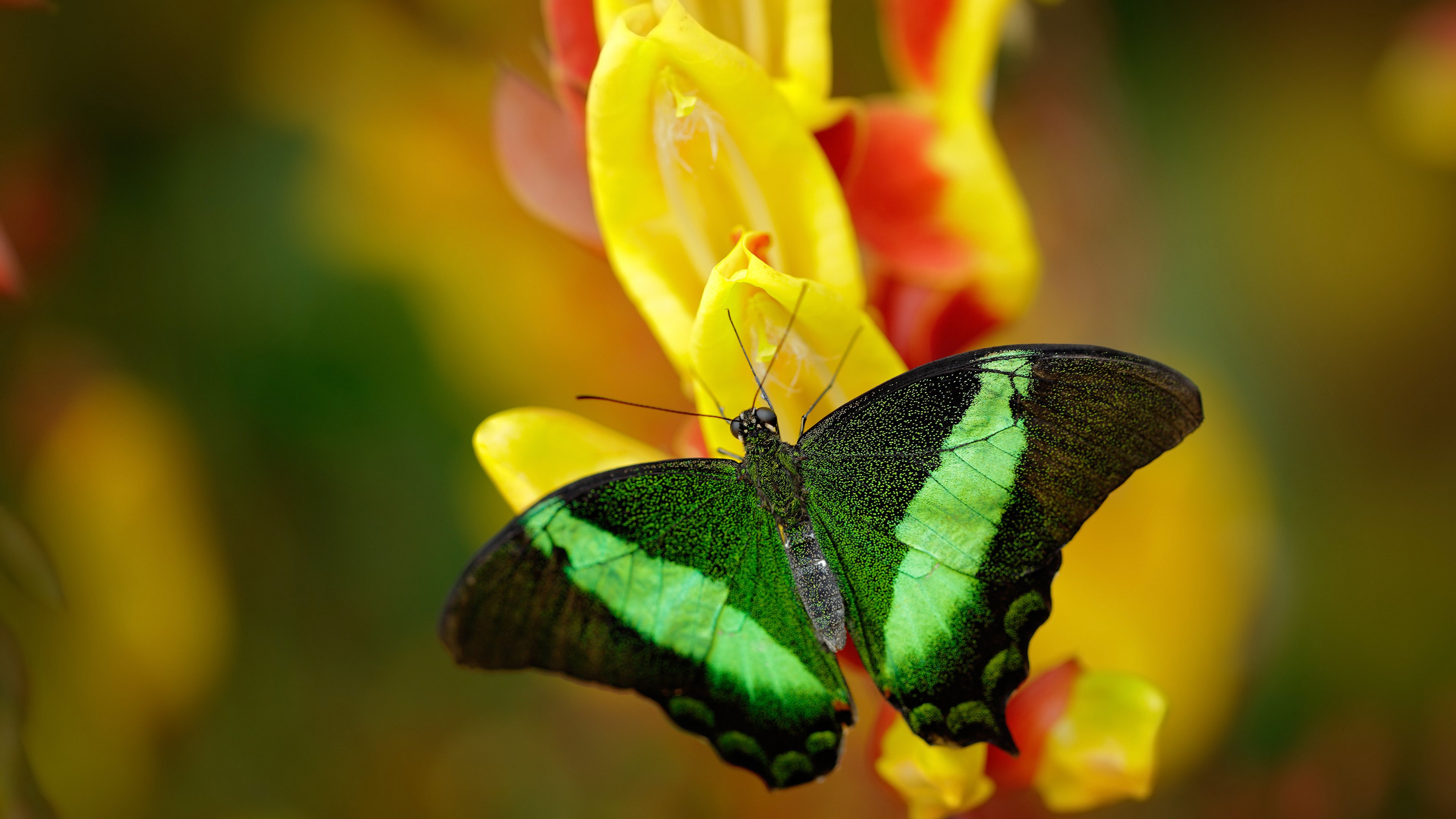 铁幕与利刃，里昂的喀麦隆封锁术，如何锻造出关键先生奥利维耶？
