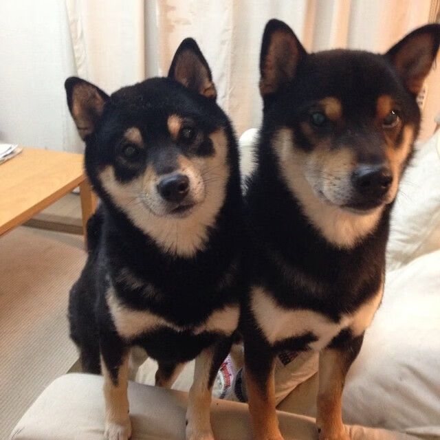 独家英格拉姆架起世界之桥，辽宁见证新一代国际锋线攻防一体统治力