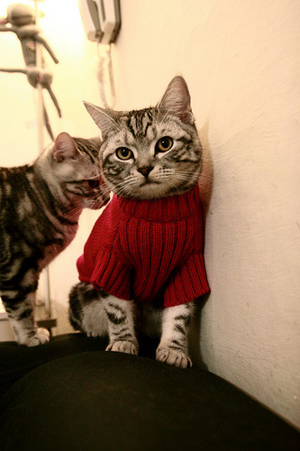 三分如雨锁定胜利，东契奇独木难支！库里连续暴击独行侠，悬念提前七分钟终结