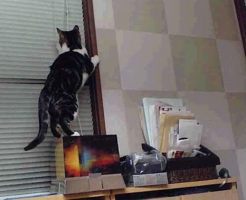 宿命重演,当塞维利亚的铁幕压向罗马,唯有伊布能让天平倾斜