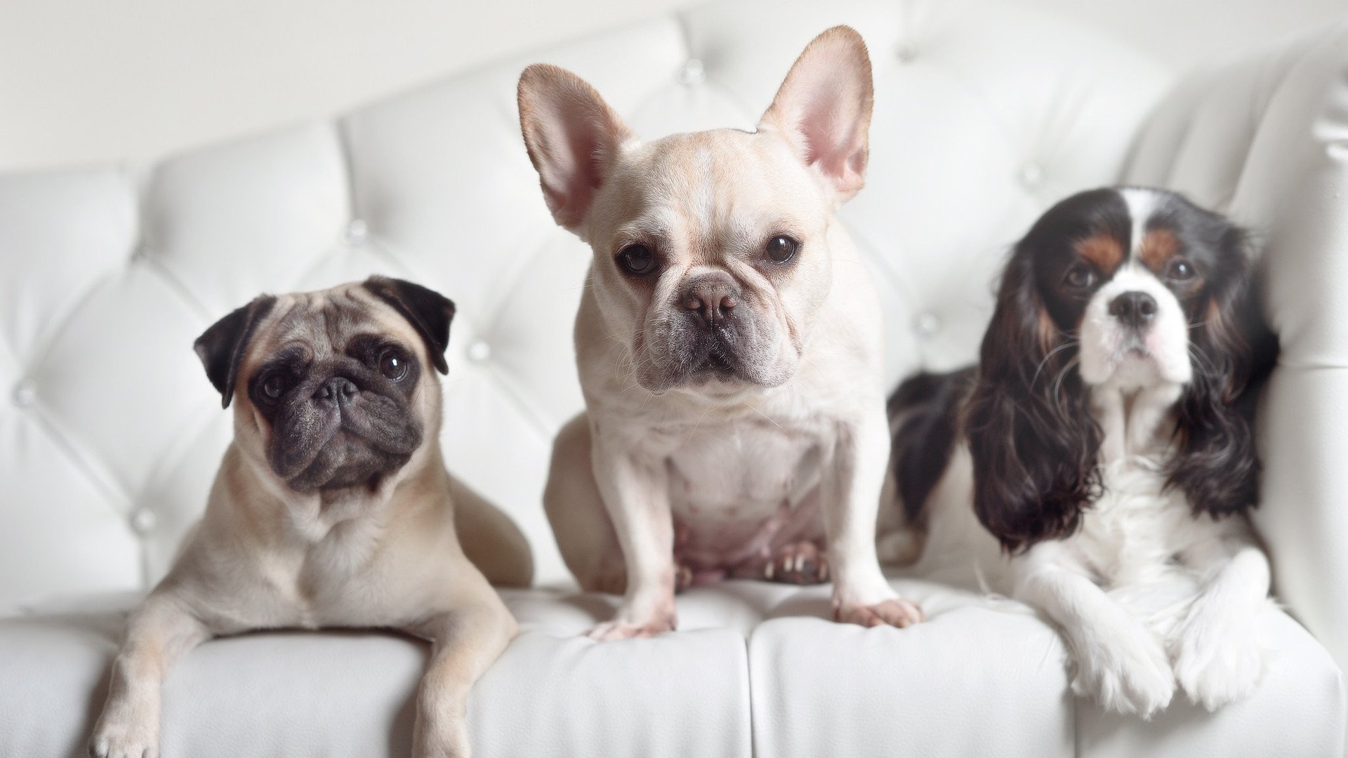 欧冠之夜,哈弗茨关键一击,皇家社会踏平里昂