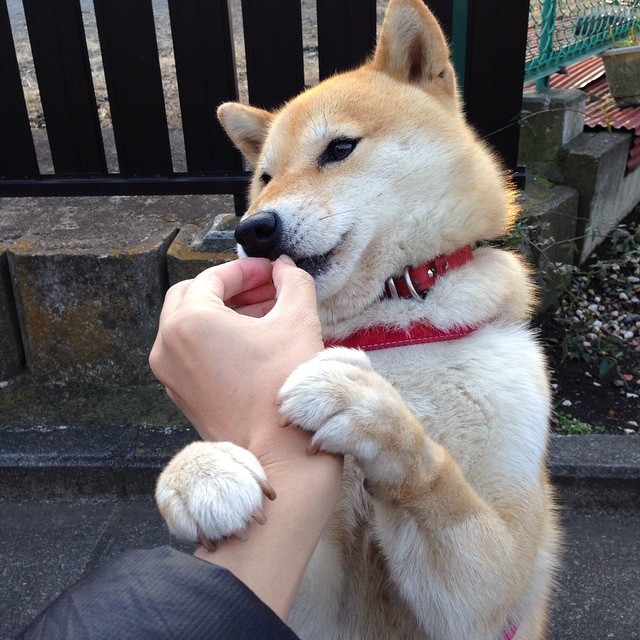 一场假想的胜利，一次真实的启示，当威尔士邂逅埃及，加克波如何上演教科书级破局？