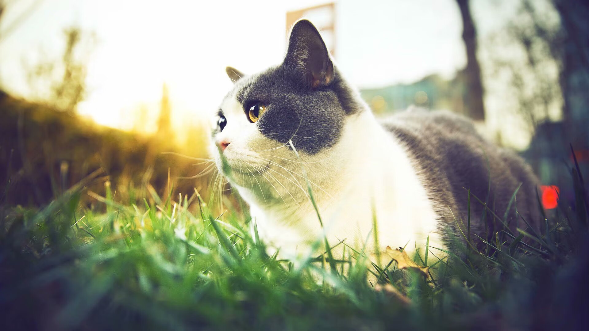 德甲争冠战之夜，横刀立马！基耶萨用一记弧线宣告，今夜是独行侠的加冕礼