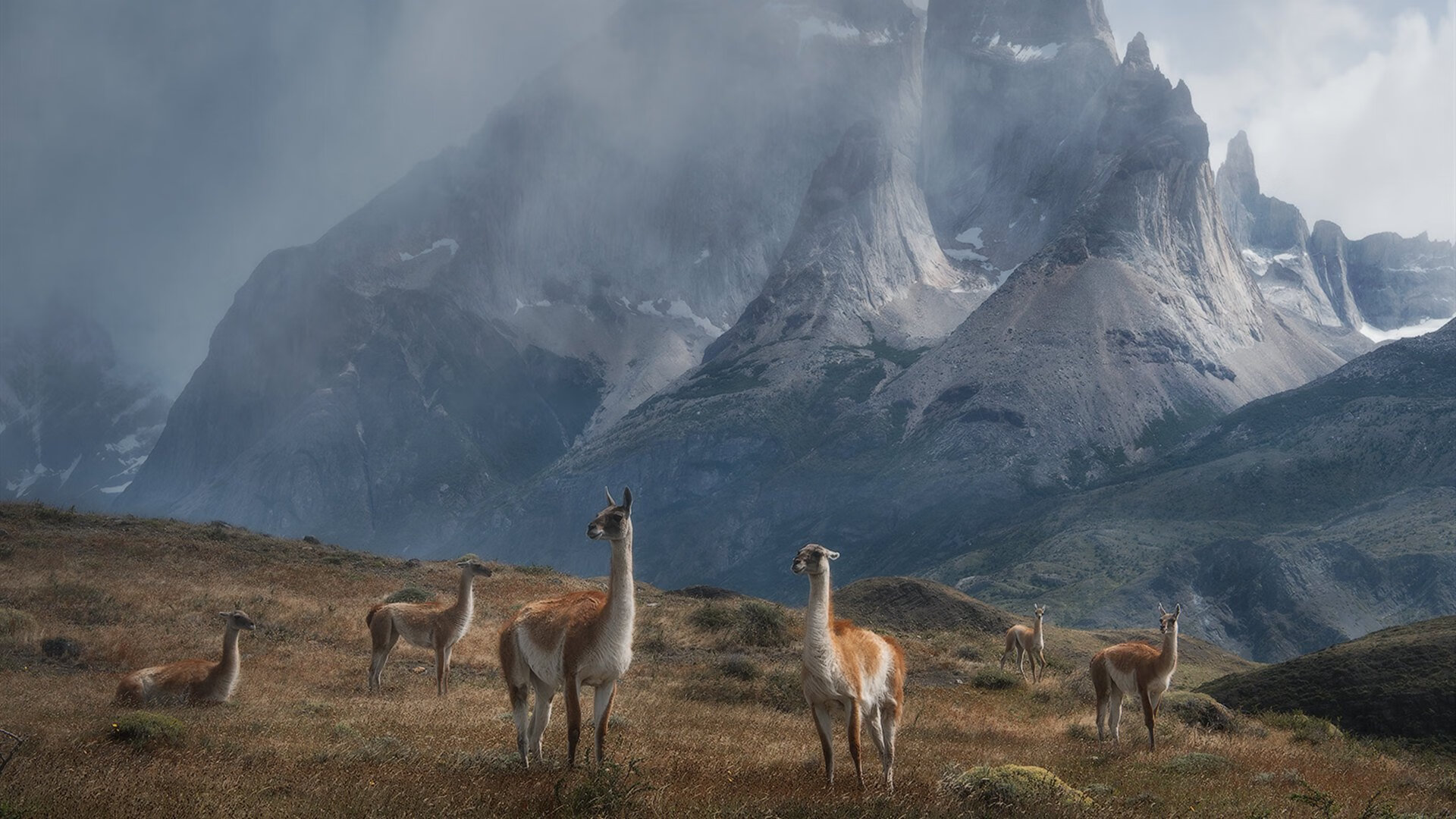 草原公牛与雨林黄蜂，世界杯舞台上的自然法则